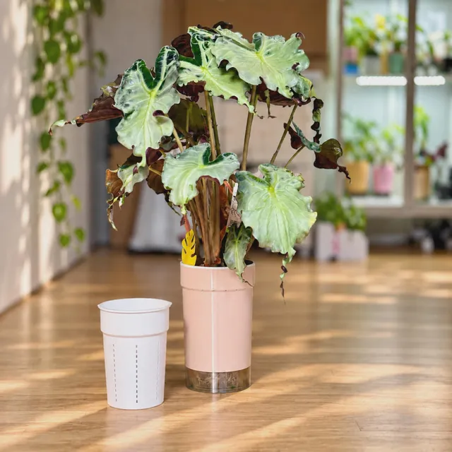 Self-Watering Pot with Clear Reservoir